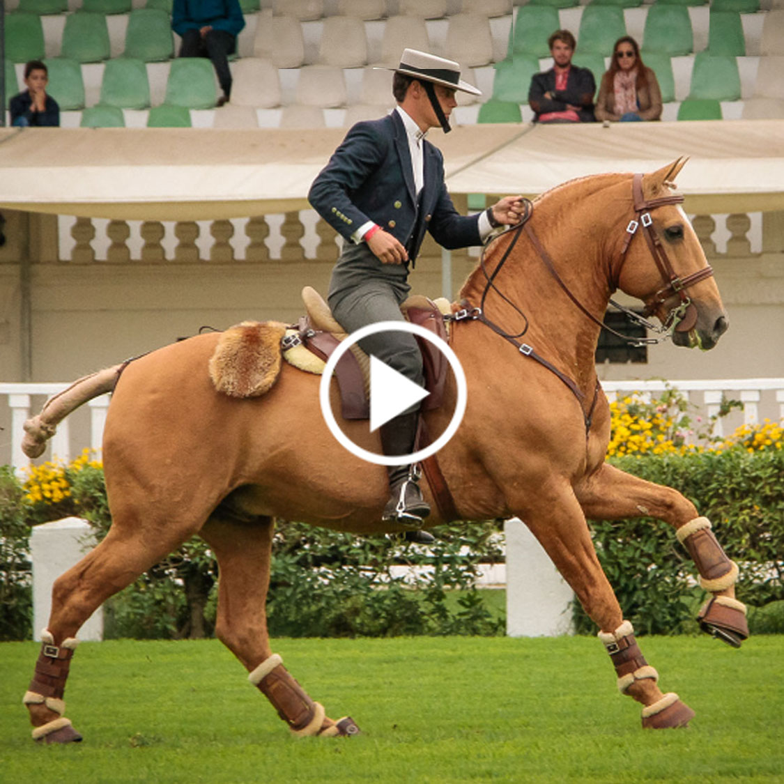 Portuguese National Championship Working Equitation Speed Trail Vasco Mira Godinho and Trigo